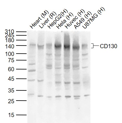 Rabbit anti-CD130 Polyclonal Antibody