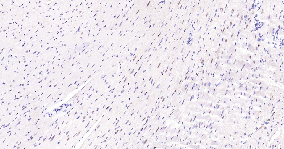 Rabbit anti-PCNA(Nuclear Loading Control) Monoclonal Antibody