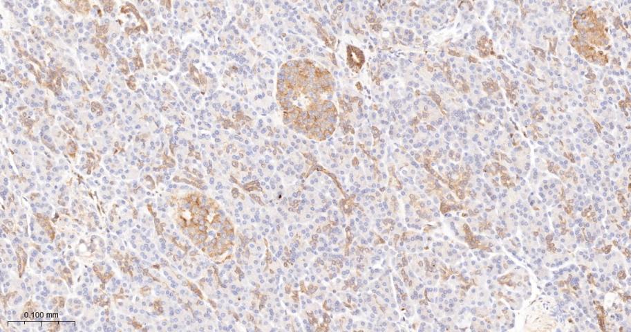 Rabbit anti-PKC δ Monoclonal Antibody