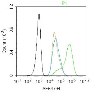 Rabbit anti-Phospho-ATM(Tyr170) Polyclonal Antibody