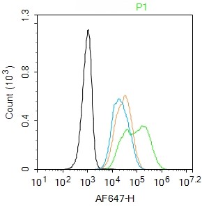 Rabbit anti-Phospho-TERT(Ser1125) Polyclonal Antibody