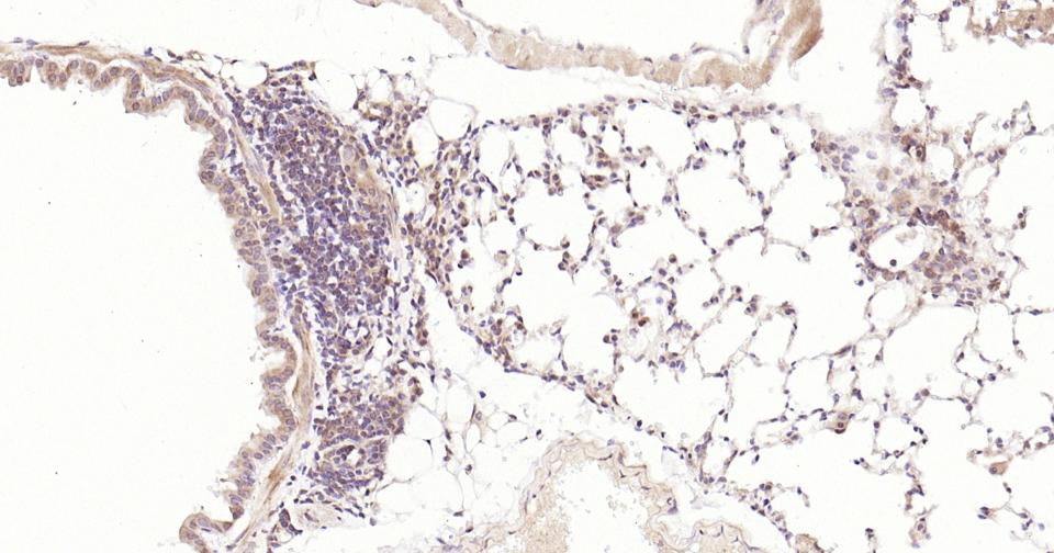 Rabbit anti-Stat3 Monoclonal Antibody