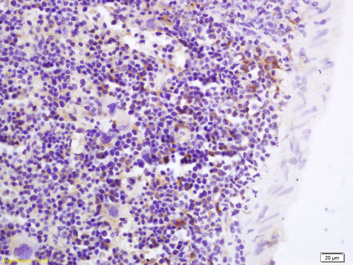Rabbit anti-GPR43 Polyclonal Antibody
