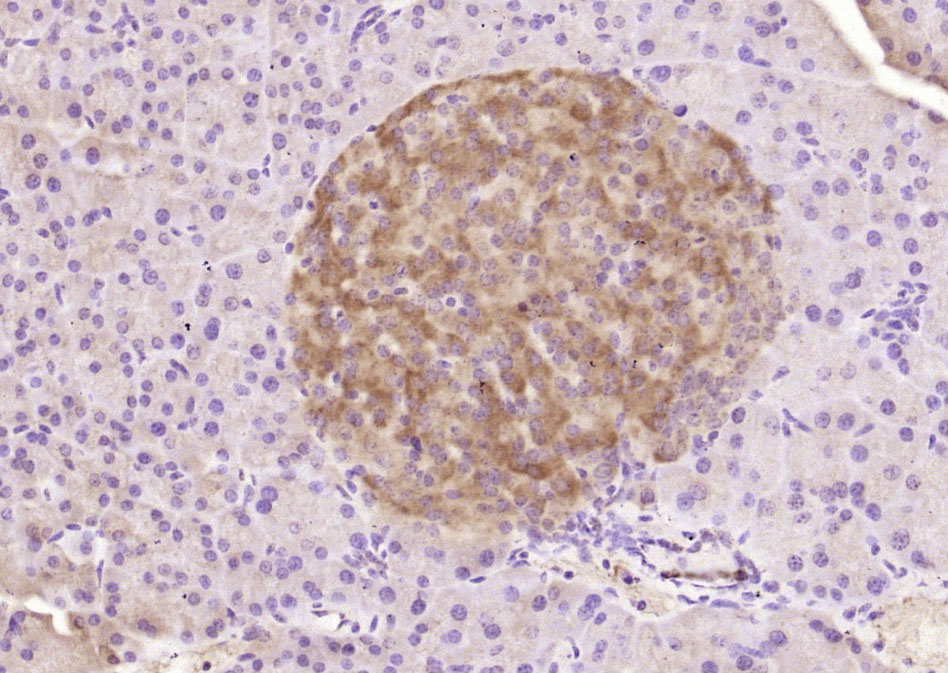 Rabbit anti-IMP3 Polyclonal Antibody