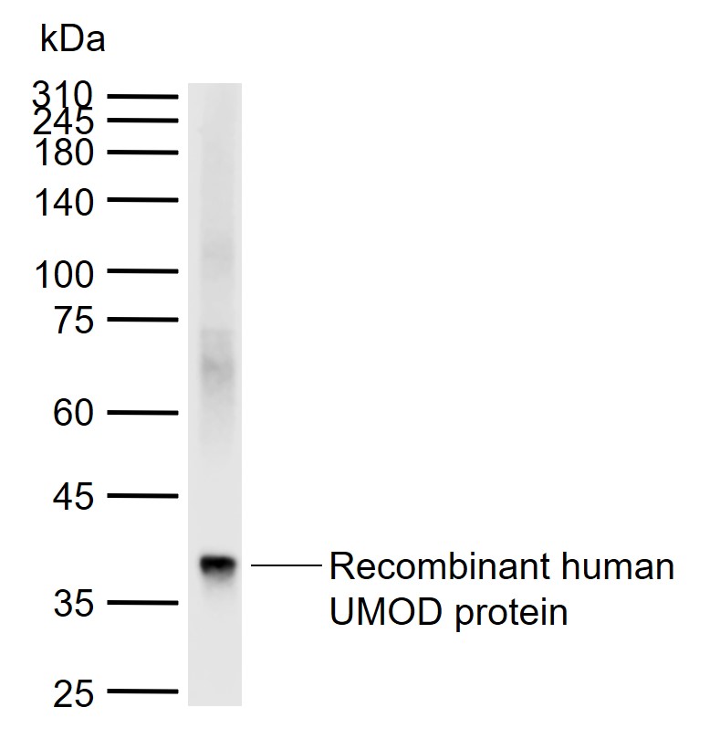 Rabbit anti-Uromodulin Polyclonal Antibody