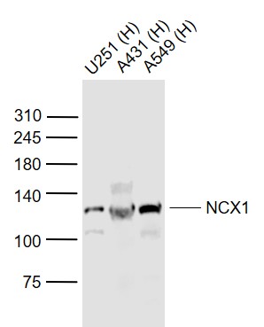 Rabbit anti-NCX1 Polyclonal Antibody
