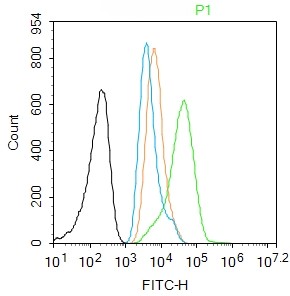 Rabbit anti-Phospho-P53(Thr55) Polyclonal Antibody