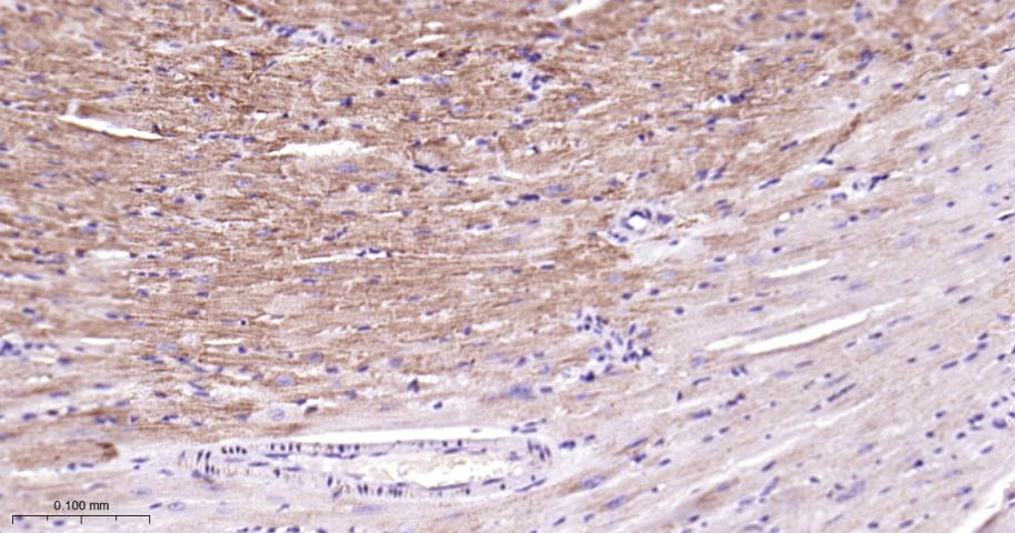 Rabbit anti-COX IV Monoclonal Antibody