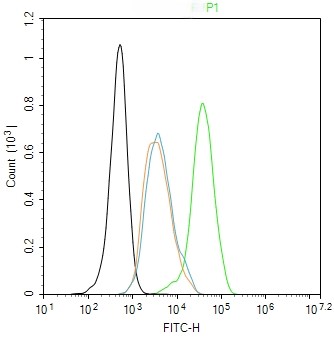 Rabbit anti-Phospho-IKKγ(Ser31) Polyclonal Antibody
