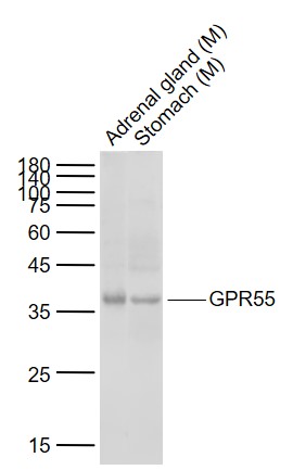 Rabbit anti-GPR55 Polyclonal Antibody