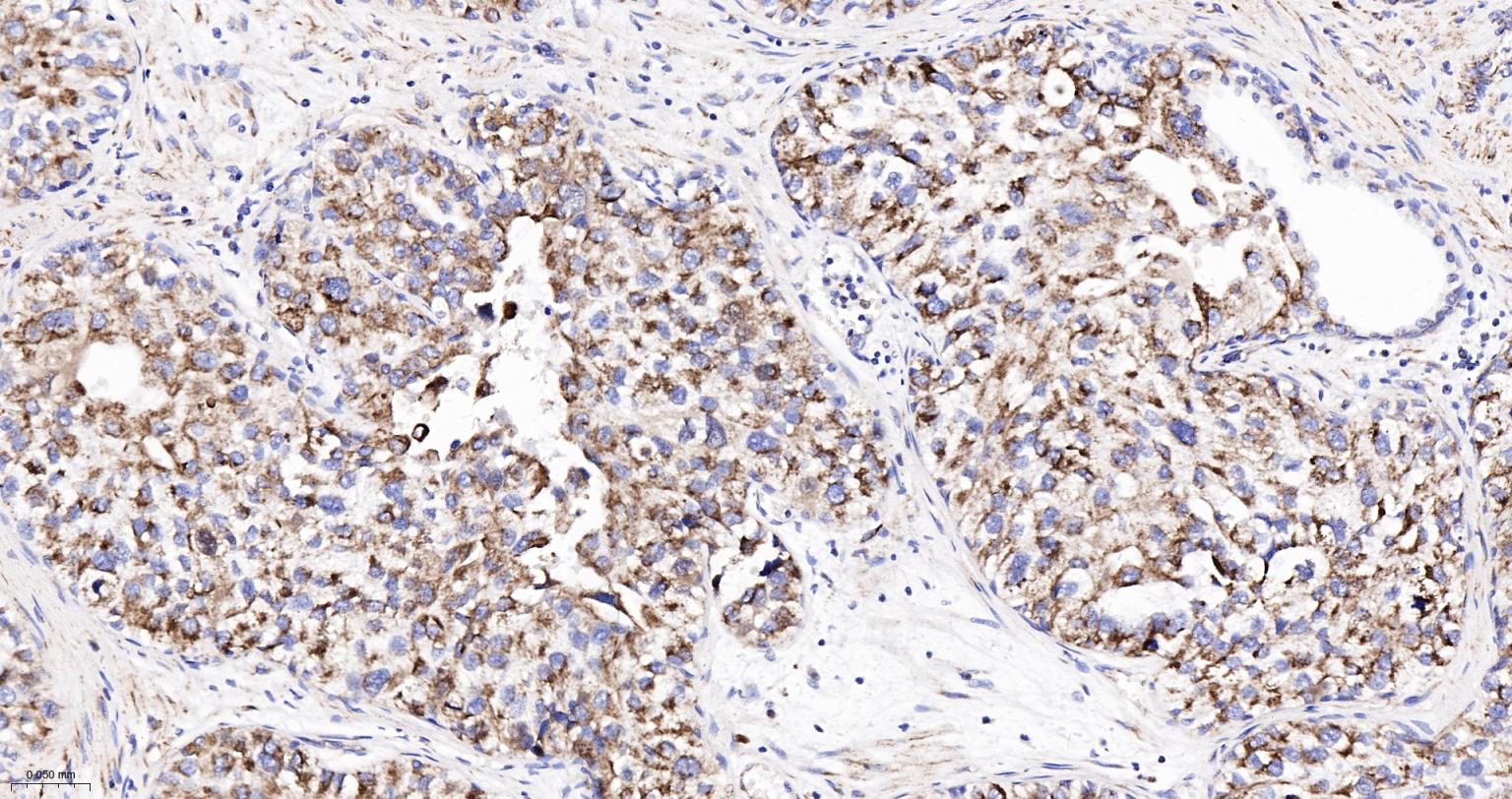 Rabbit anti-Cytochrome C Monoclonal Antibody