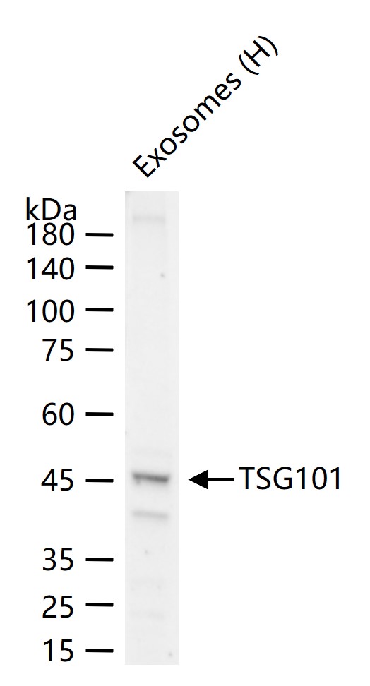 Rabbit anti-TSG101 Monoclonal Antibody