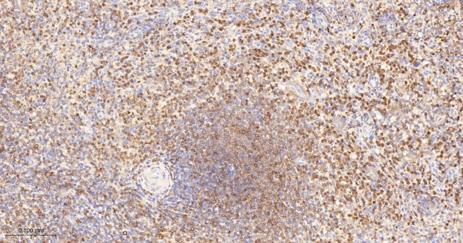 Rabbit anti-PKC δ Monoclonal Antibody