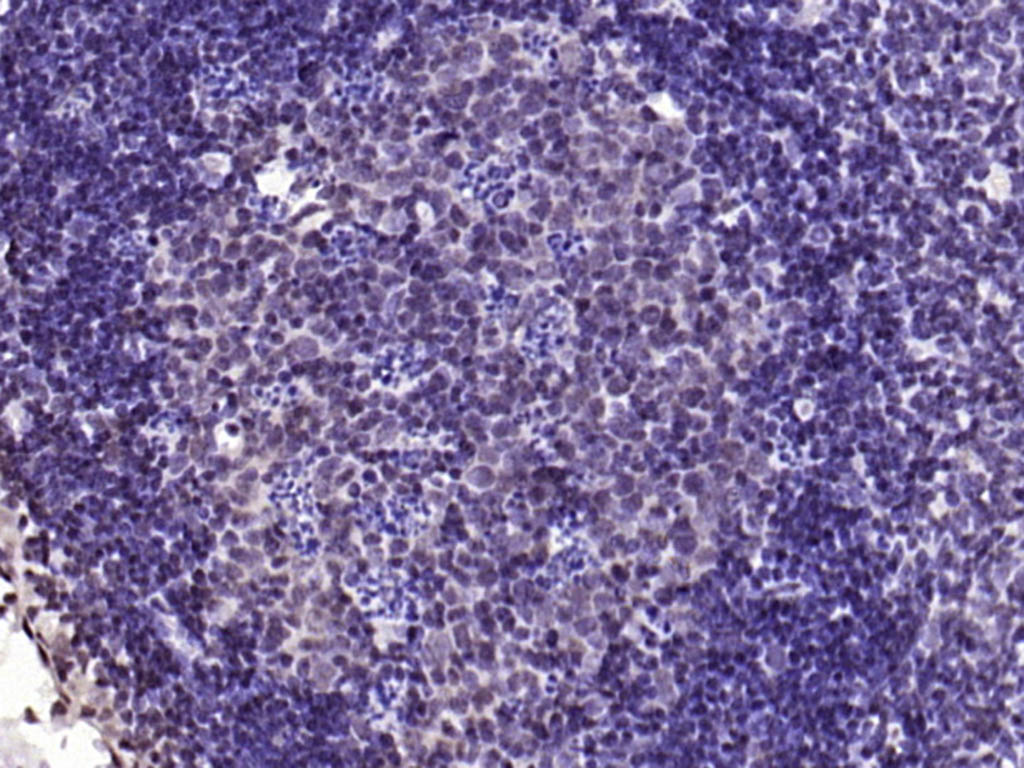 Rabbit anti-Phospho-YB1(Ser102) Polyclonal Antibody