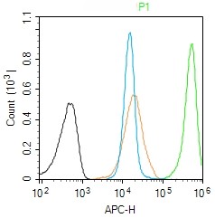Rabbit anti-TdT Polyclonal Antibody