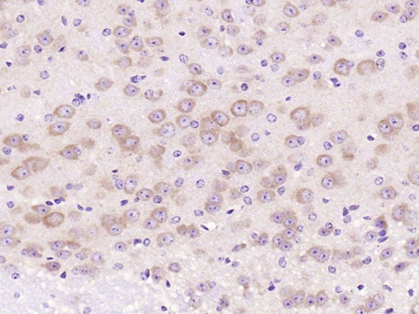 Rabbit anti-Phospho-GAP43(Ser41) Polyclonal Antibody