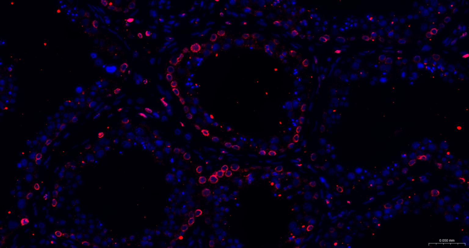 Rabbit anti-Lamin B1 Monoclonal Antibody