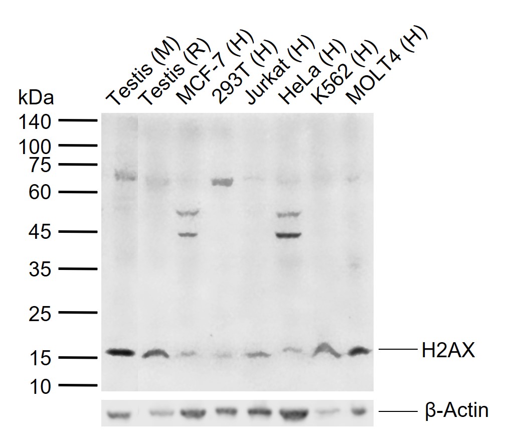 Rabbit anti-Histone H2A.x Polyclonal Antibody