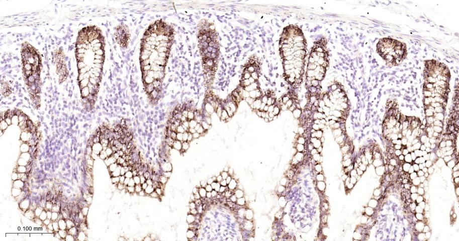 Rabbit anti-AGR2 Monoclonal Antibody
