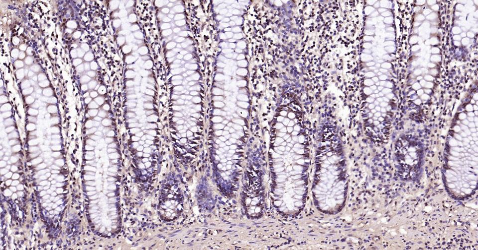 Rabbit anti-GAPDH Polyclonal Antibody