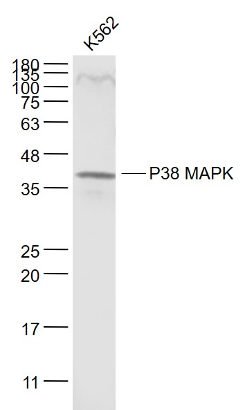 Mouse anti-P38 MAPK Monoclonal Antibody