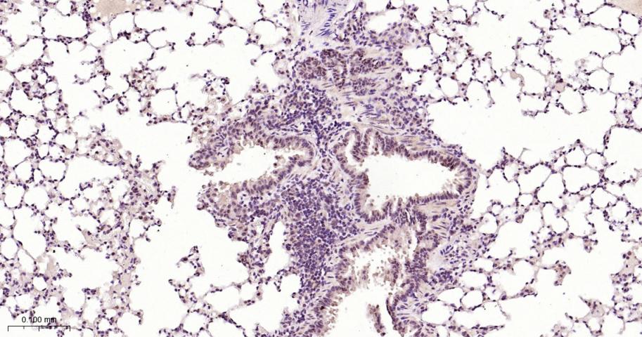 Rabbit anti-bFGF Monoclonal Antibody