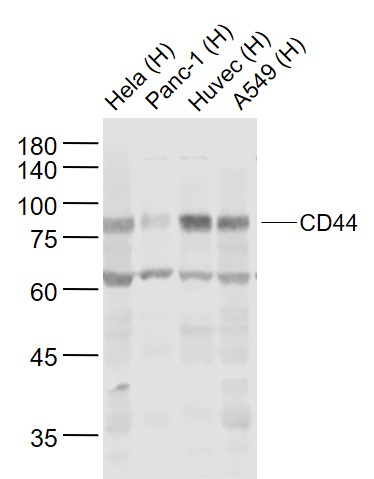 Rabbit anti-CD44 Polyclonal Antibody