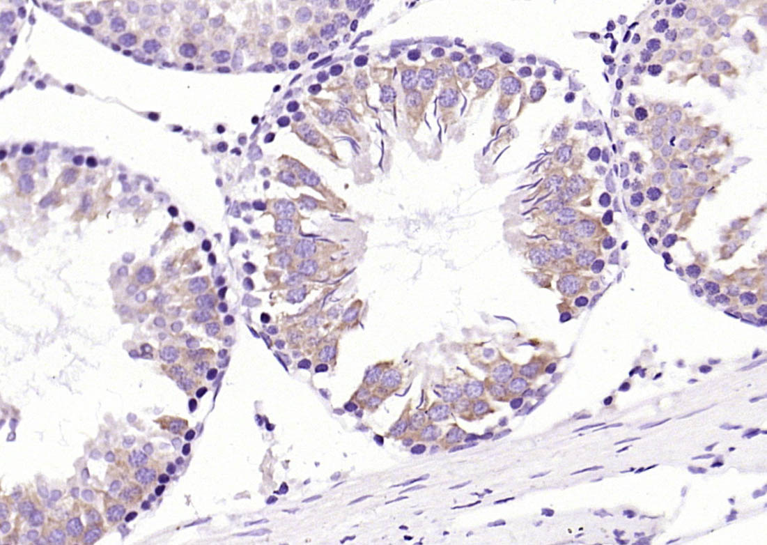 Rabbit anti-MetAP1 Polyclonal Antibody