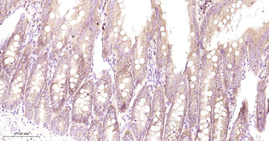 Rabbit anti-AGR2 Monoclonal Antibody