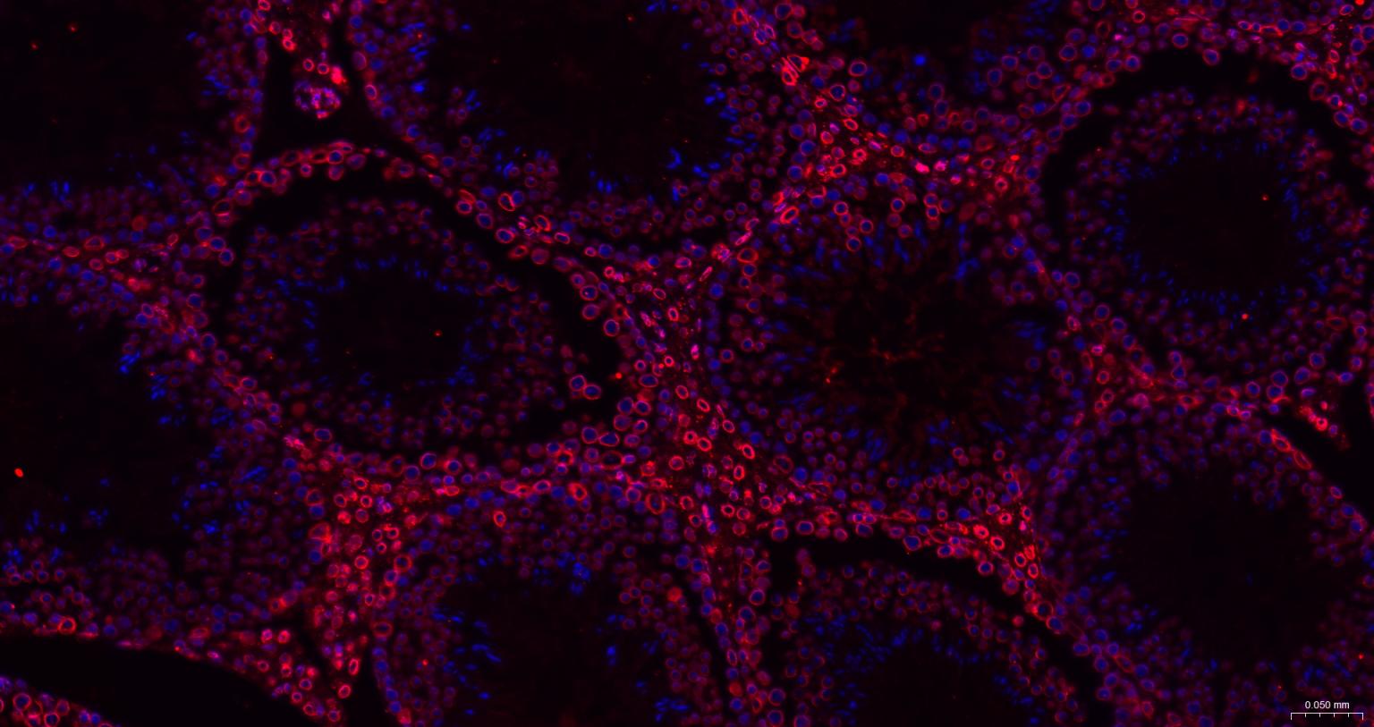 Rabbit anti-Lamin B1 Monoclonal Antibody