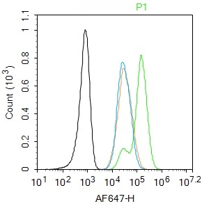 Rabbit anti-Phospho-Smad3(Ser208) Polyclonal Antibody