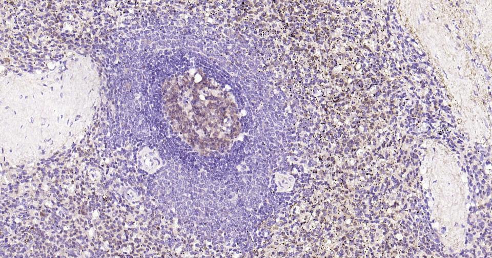 Rabbit anti-Caspase-3 Monoclonal Antibody