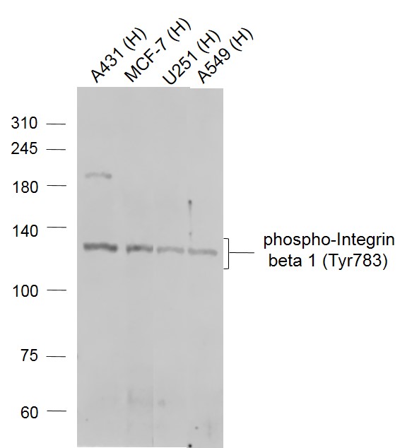 Rabbit anti-Phospho-Integrin β1(Tyr783) Polyclonal Antibody