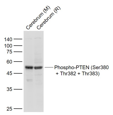 Rabbit anti-Phospho-PTEN(Ser380+Thr382+Thr383) Polyclonal Antibody