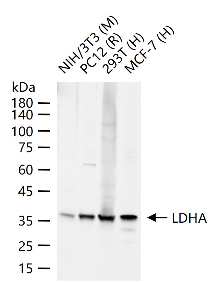 Rabbit anti-LDHA Polyclonal Antibody