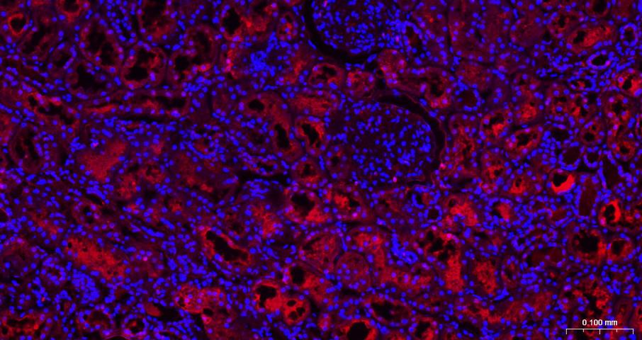 Rabbit anti-GAPDH Polyclonal Antibody