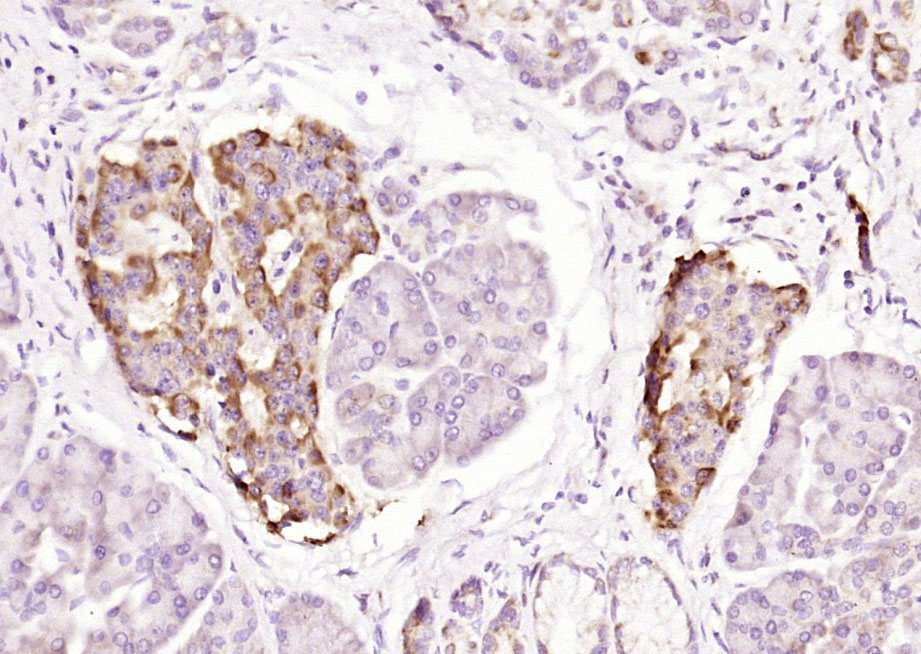 Rabbit anti-IKK γ Polyclonal Antibody