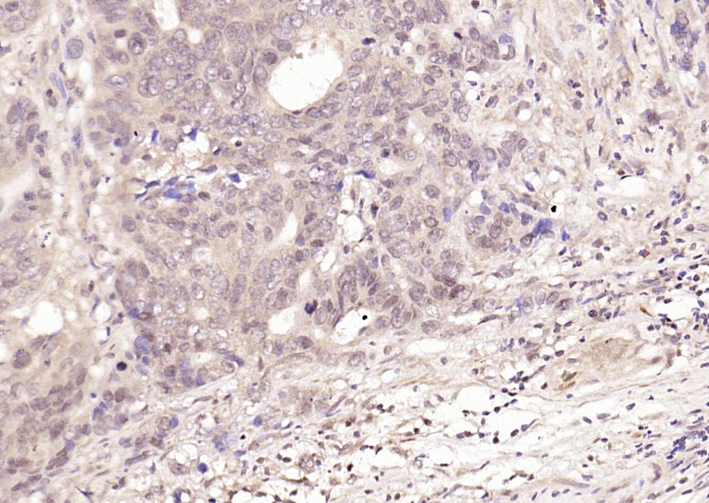 Rabbit anti-Phospho-NFKB1(Ser337) Polyclonal Antibody