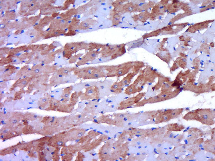 Rabbit anti-OPG Polyclonal Antibody