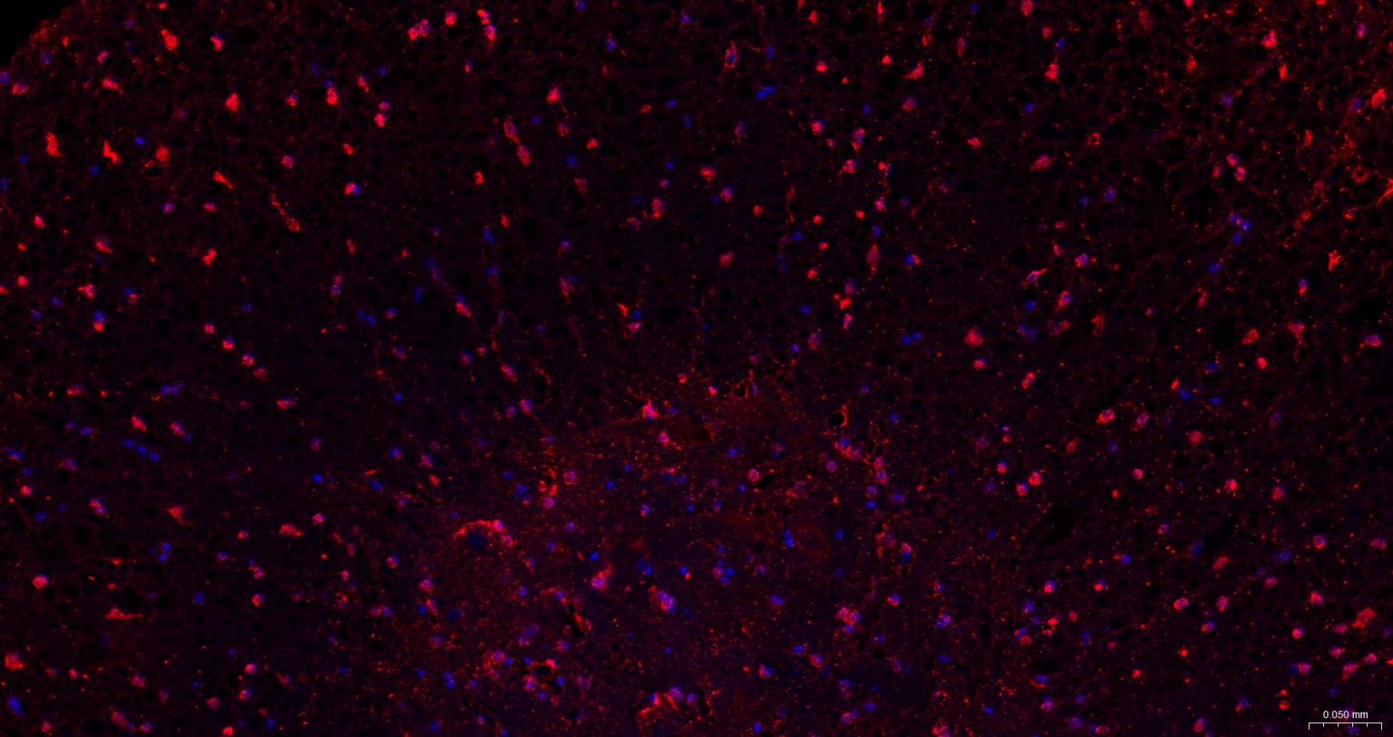 Rabbit anti- BDNF Monoclonal Antibody