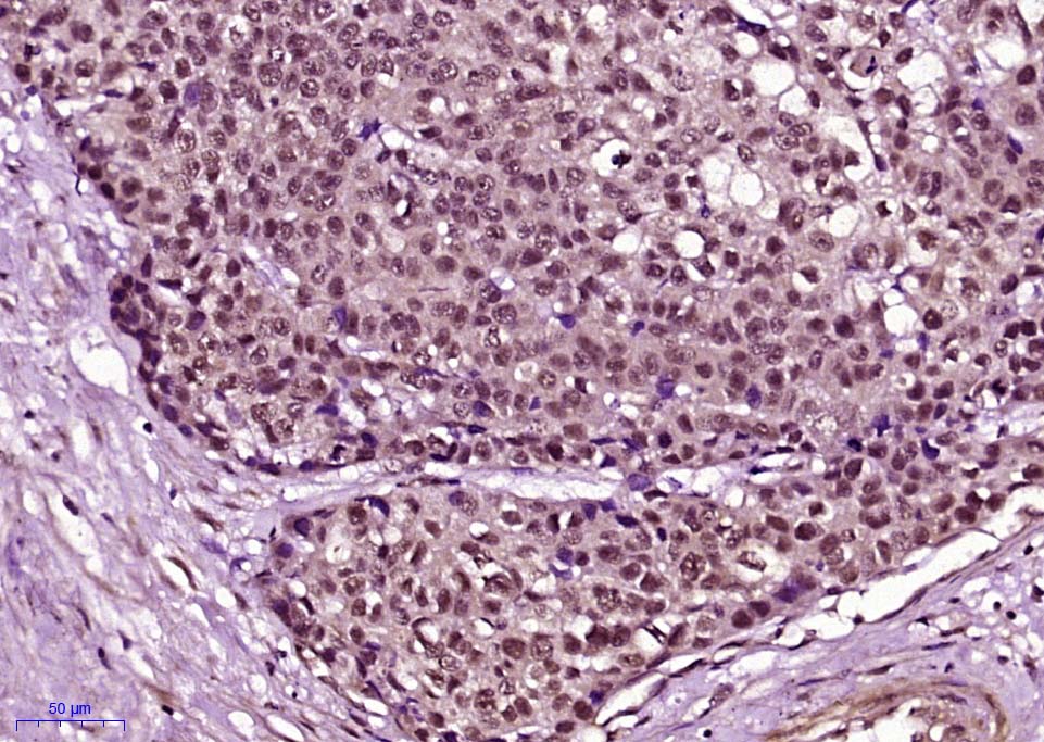 Rabbit anti-Phospho-Cyclin B1(Ser126) Polyclonal Antibody