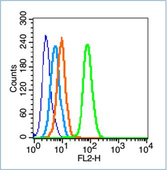 Rabbit anti-Phospho-FAK(Tyr407) Polyclonal Antibody