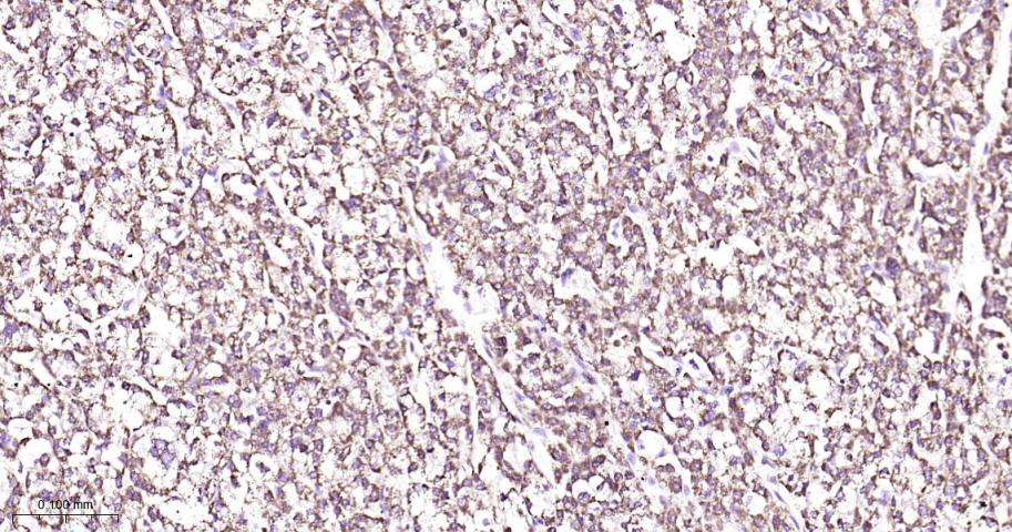 Rabbit anti-COX IV Monoclonal Antibody
