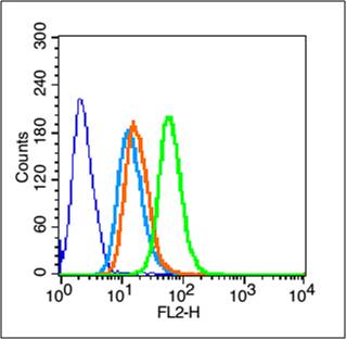 Rabbit anti-Phospho-IKBα(Tyr305) Polyclonal Antibody