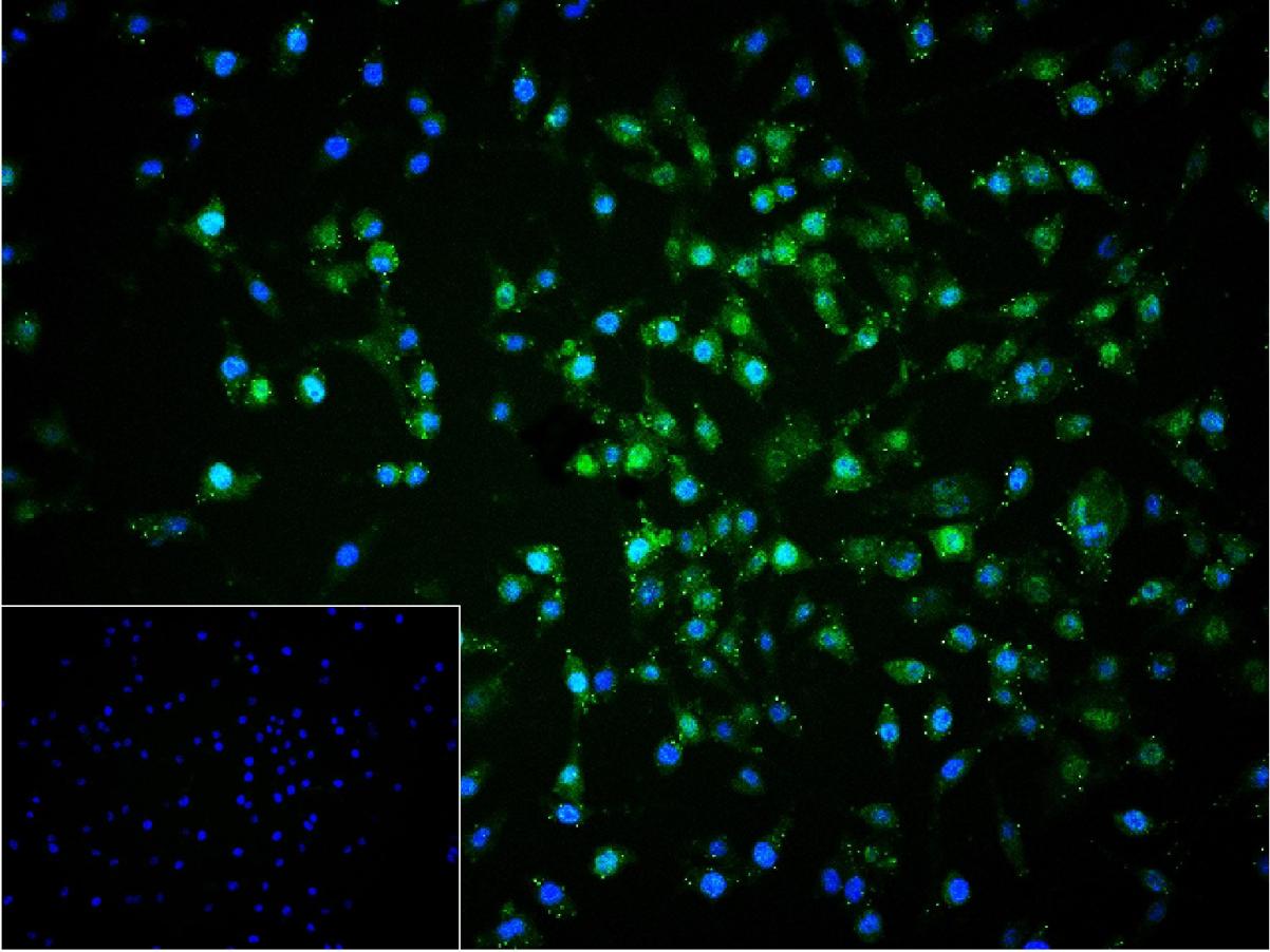 Rabbit anti-Phospho-ERK1/2(Thr202+Tyr204) Polyclonal Antibody