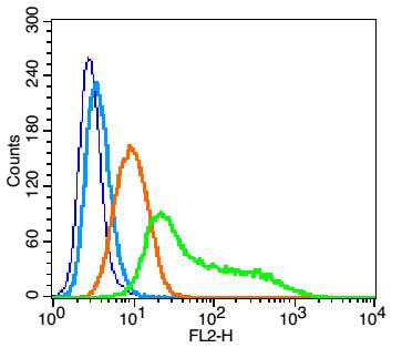 Rabbit Anti-CD84/SLAMF5 Polyclonal Antibody