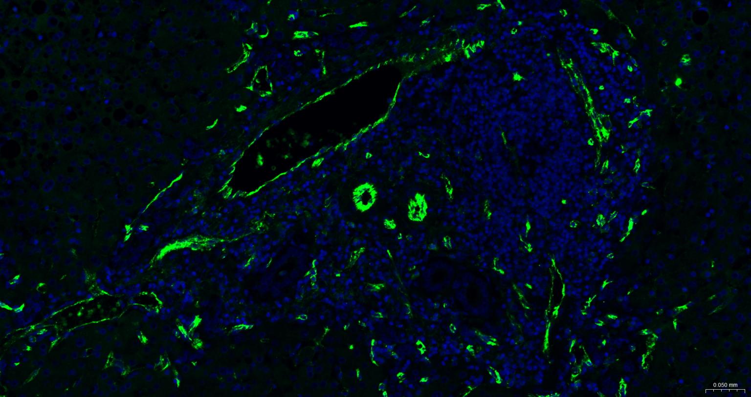 Mouse anti-CD31 Monoclonal Antibody