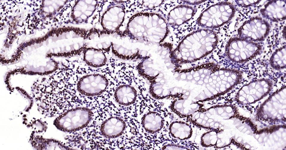 Rabbit anti-Lamin B1 Monoclonal Antibody
