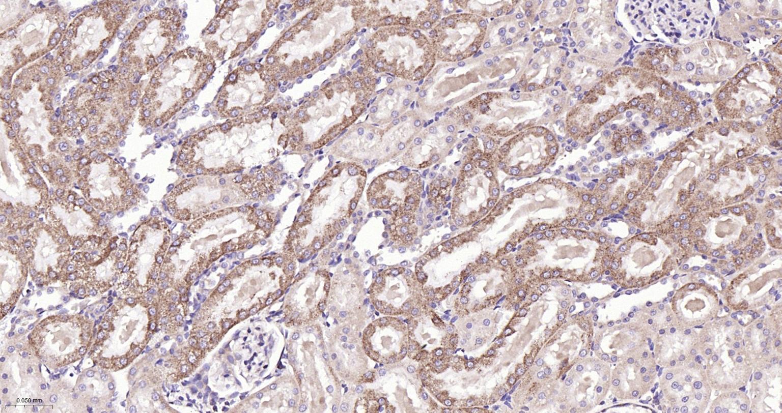 Rabbit anti-Bax Monoclonal Antibody