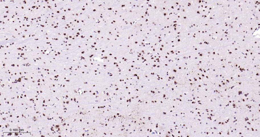 Rabbit anti-bFGF Monoclonal Antibody